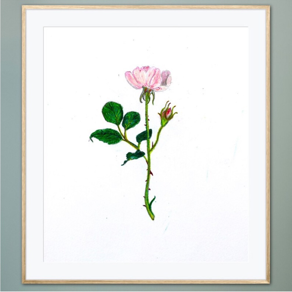 Pink Rose Bud Art Print Flower Nature Love Simple Natural Home Decor Shabby Chic